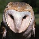 barnowl_150.jpg