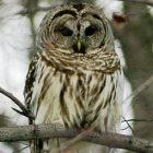 barred_owl_340x255.jpg
