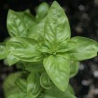 basil_cinnamon_cooper.jpg