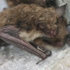 bat300.jpg