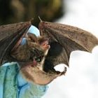 bat_2.jpg