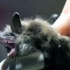 bat_340x255.jpg