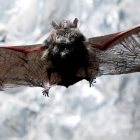 bat_600.jpg