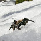 bat_600_2.jpg