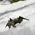 bat_on_snow_vt_fish_wildlife_department_2.jpg