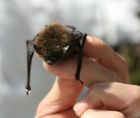bat_photo.jpg