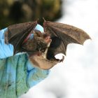 bats.jpg