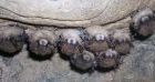 bats160.jpg
