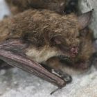 bats_05_300.jpg