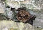 bats_150.jpg
