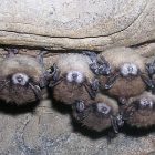 bats_2.jpg