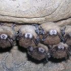 bats_3.jpg
