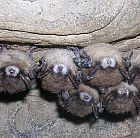 bats_300.jpg
