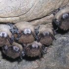 bats_in_cave_ap_photo_alan_hicksscience_ap080130022264.jpg