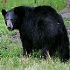 bear1.jpg