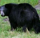 bear2.jpg