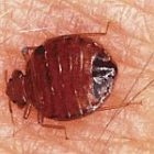 bed_bug.jpg