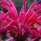 bee_balm_flower_600.jpg