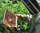 beekeep150.jpg