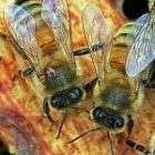 bees.jpg