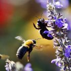 bees_600.jpg