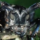 beetle_300.jpg