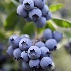 berries.jpg