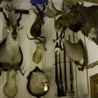 best_taxidermy_2.jpg