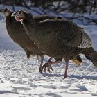 bird_atlas_040313_file_photo_turkeys_toby_ap963238823524.jpg
