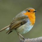 birdnote111224_2.jpg