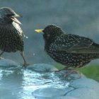 birdnote_birdbaths_2.jpg