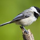 birdnote_chickadee2.jpg