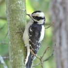 birdnote_flocking2.jpg