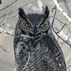 birdnote_hornedowl.jpg