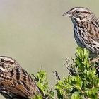 birdnote_matingforlife2.jpg