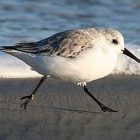 birdnote_sanderlings2.jpg