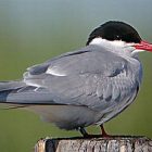 birdnote_terns2_2.jpg
