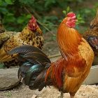 birdnotepeckingorder2.jpg