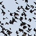 birds_150.jpg