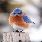 bluebird.jpg