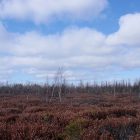 bog_600x450.jpg