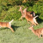 bucks5.jpg