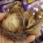 bulb_300_2.jpg