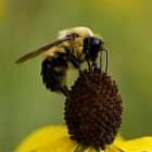 bumble_150.jpg