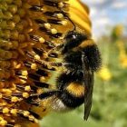bumblebee_300.jpg