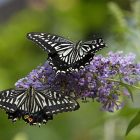 butterfly_600.jpg