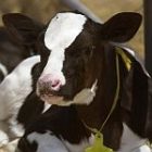 calf.jpg
