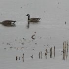 canada_geese_swim_in_a_flooded_corn_field_on_monday_in_middlesex_051611_toby_ap110516113211.jpg