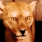 catamount.jpg