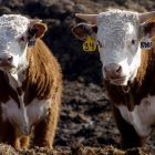 cattle_600.jpg